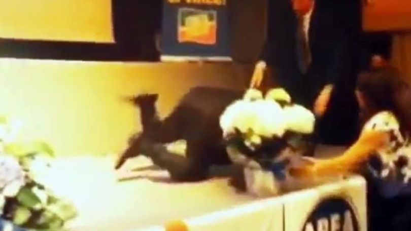 Berlusconi inciampa e cade sul palco