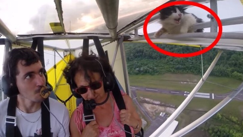 Sorpresa in volo: c'è un gatto sull'ala dell'ultraleggero