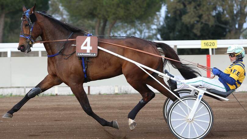 Ippica, Savannah Bi favorita puntuale