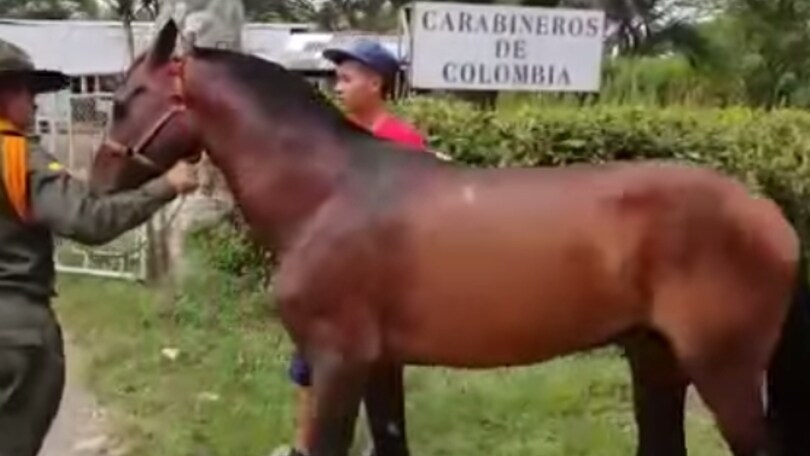 Hanno ritrovato il cavallo di Asprilla