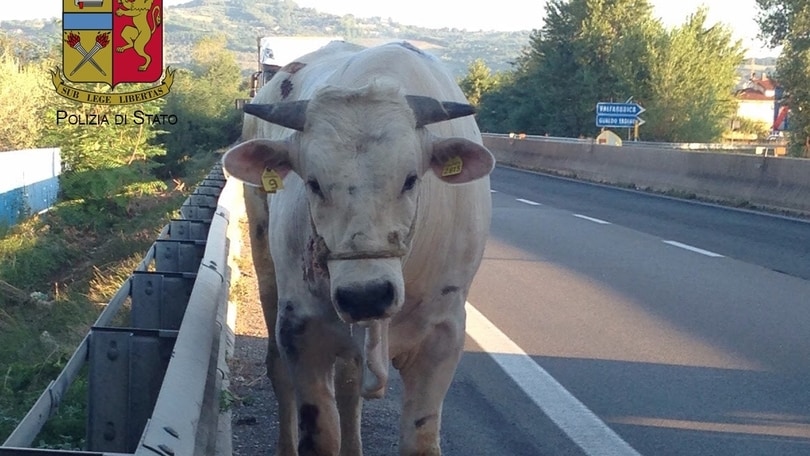 Perugia, toro in autostrada: traffico in tilt