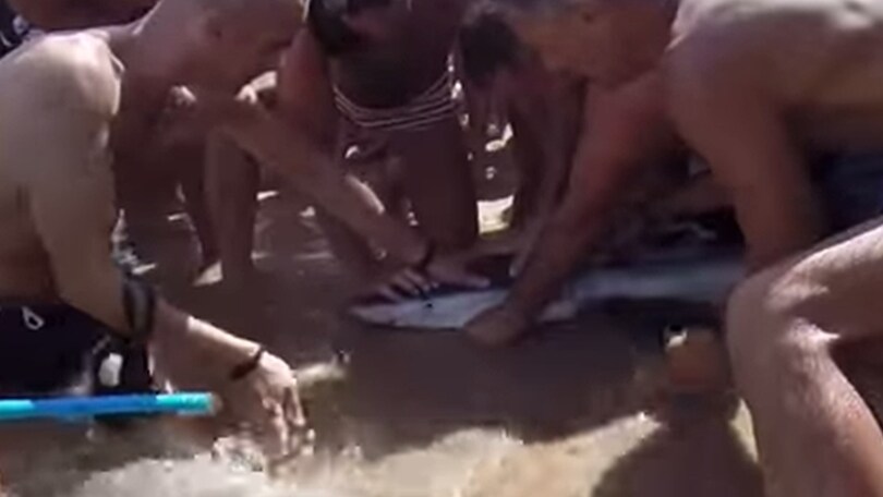 Sardegna, bagnanti salvano uno squalo