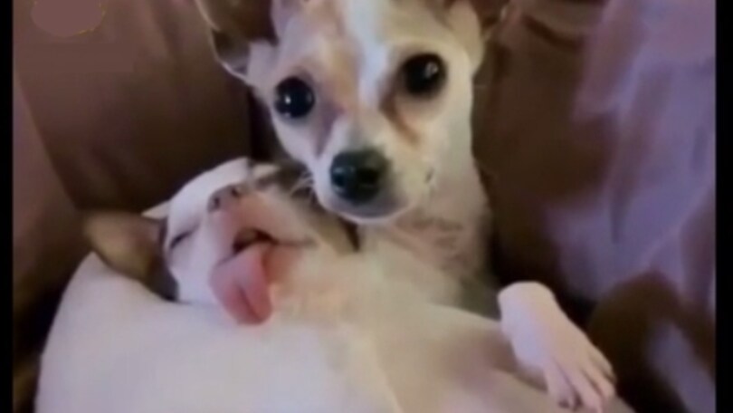 La top 15 dei cani più divertenti del web