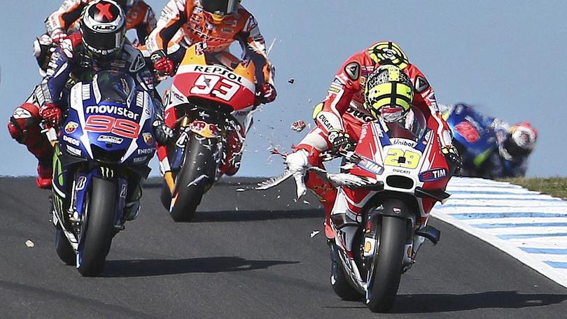 MotoGP Australia, Iannone fa a "sportellate" col gabbiano
