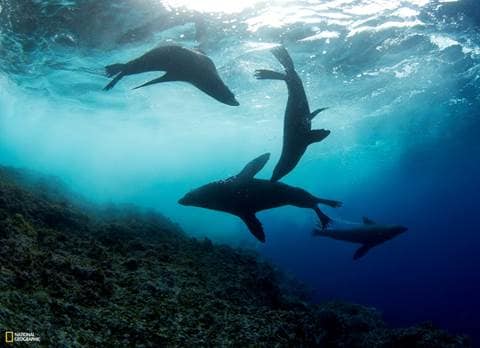 Davidoff Cool Water a favore del Nazca-Desventuradas Marine Park