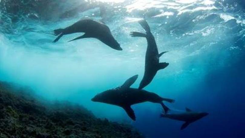 Davidoff Cool Water a favore del Nazca-Desventuradas Marine Park