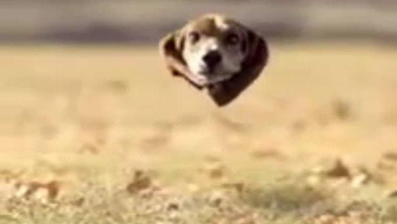Cani che volano, succede anche questo in rete
