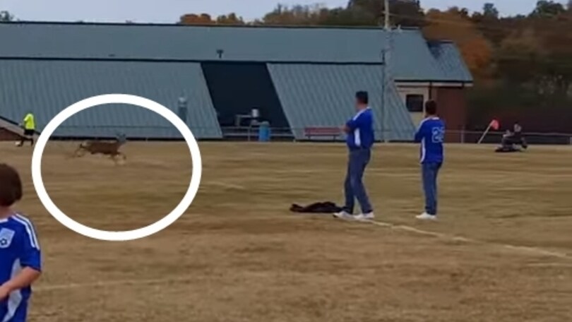 Cervo invade campo e segna un gol