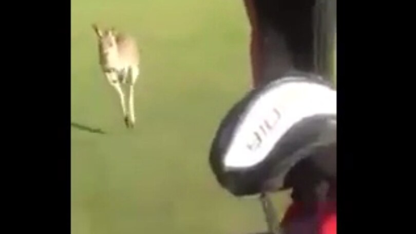 Canguro inferocito rincorre due giocatori di golf