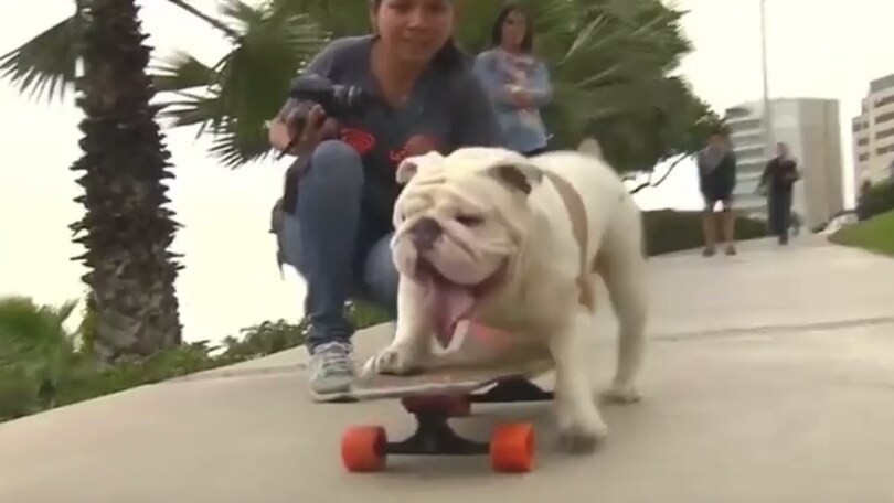 Otto, il bulldog sullo skate che fa impazzire il web!