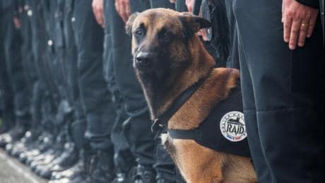 Blitz St Denis, ucciso il cane poliziotto Diesel