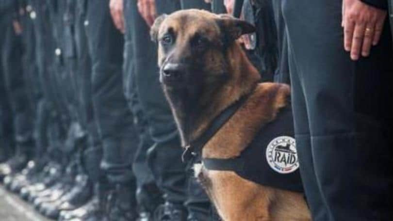 Blitz St Denis, ucciso il cane poliziotto Diesel