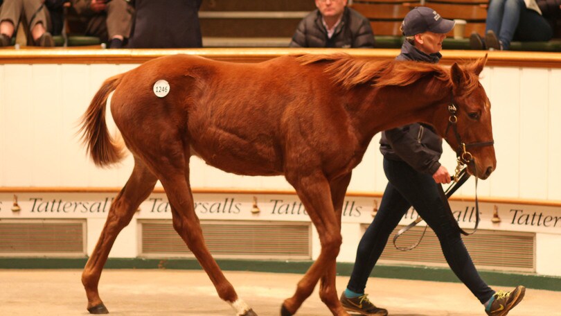 Ippica, puledri italiani al top a Newmarket