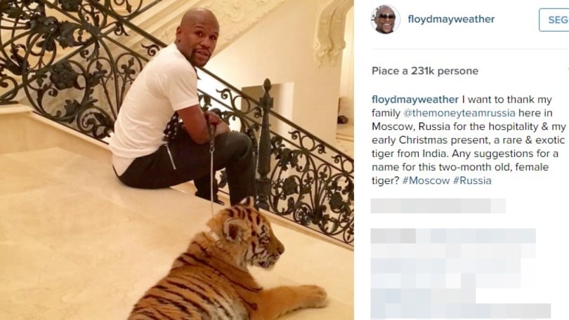 Mayweather si regala una tigre per Natale