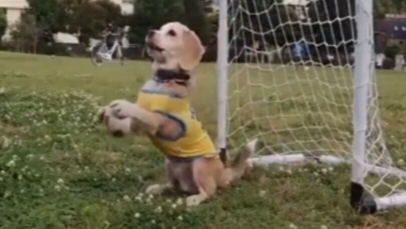 Il cane calciatore che segna ed esulta