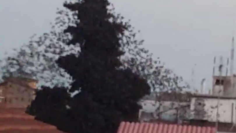 Gli storni invadono Roma: il video è impressionante