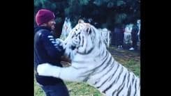 La tigre bianca "abbraccia" Hamilton: che paura!