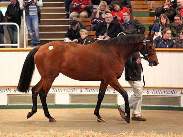 Ippica, un top price a Newmarket per Bozzi