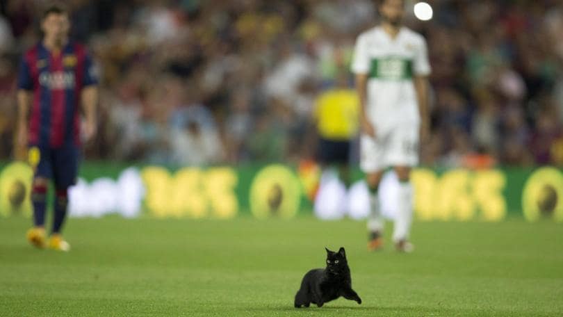 World Cat Day: il 17 febbraio è la Festa del Gatto