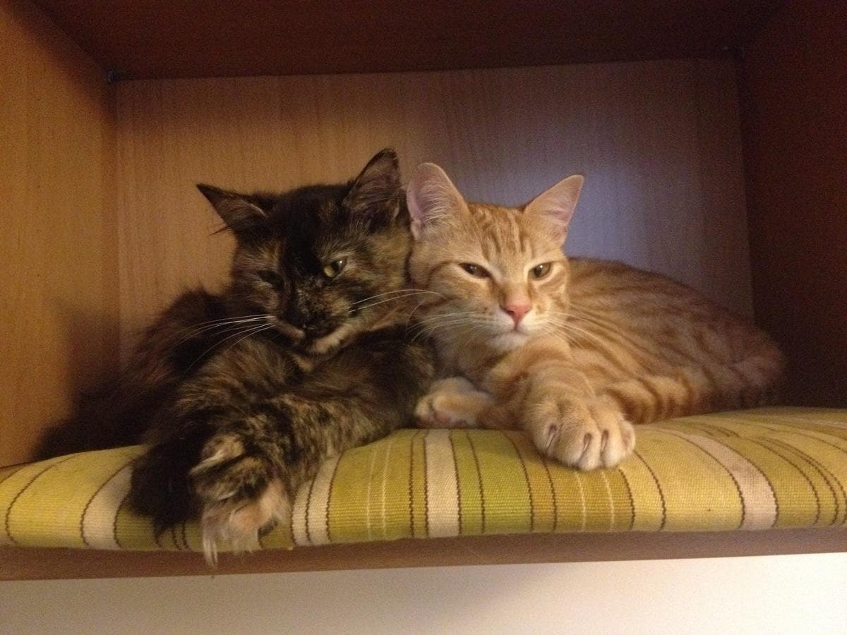 E’ festa anche per i gatti di Roma