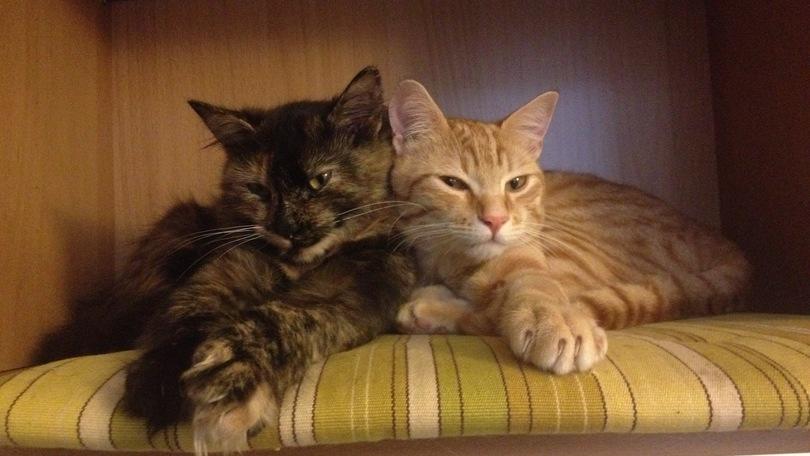E’ festa anche per i gatti di Roma