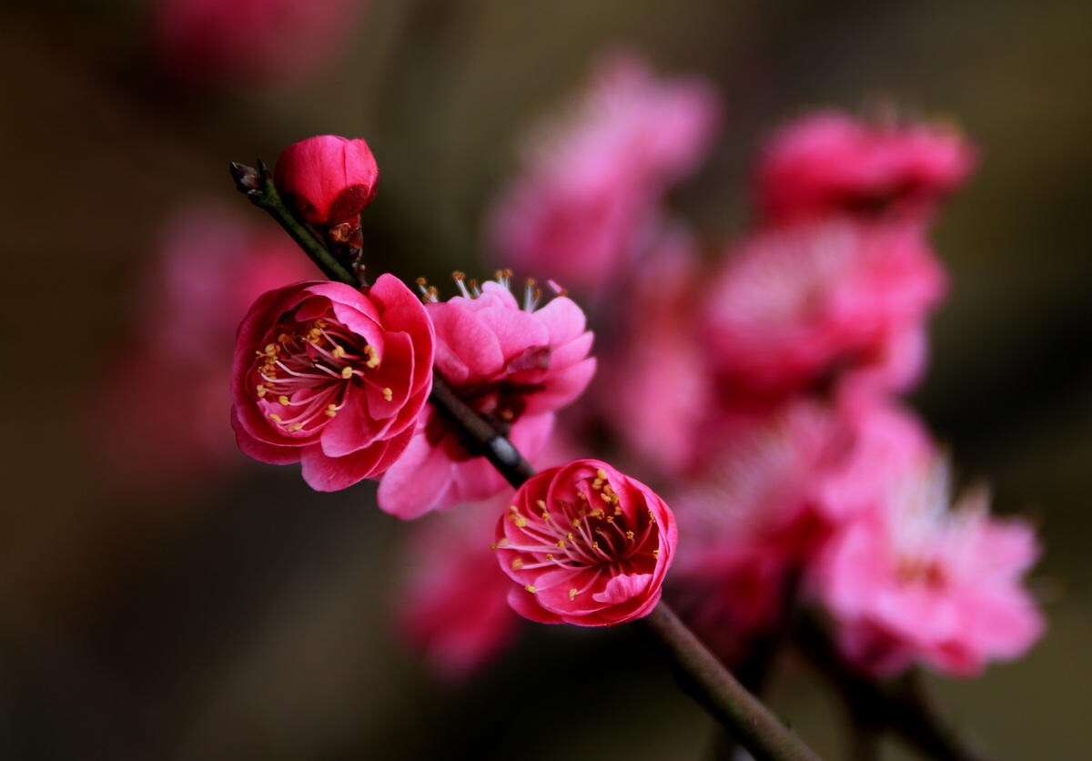 Petaloso è una parola? Non ancora