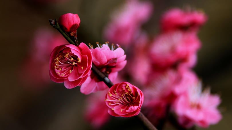 Petaloso è una parola? Non ancora