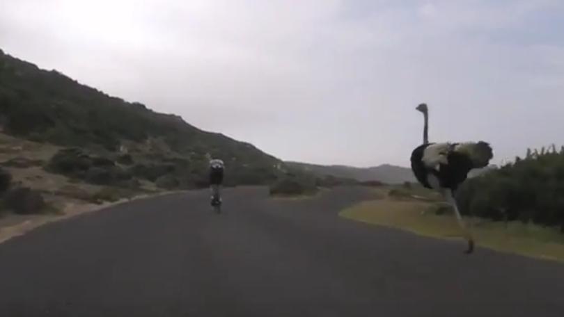 Beep Beep scatenato: lo struzzo gareggia con i ciclisti!