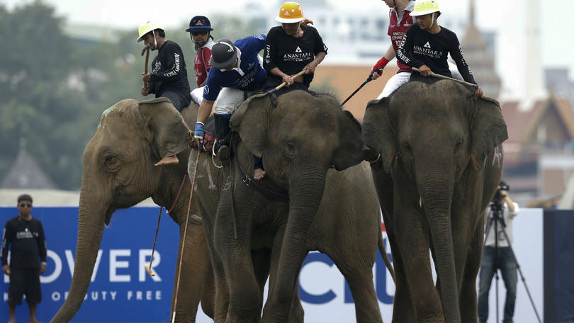 Thailandia, la sfida di polo...sugli elefanti!