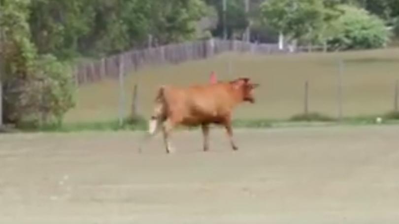 Mucca invade il campo sbagliato e i giocatori fuggono