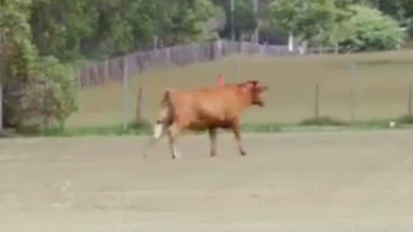 Mucca invade il campo sbagliato e i giocatori fuggono