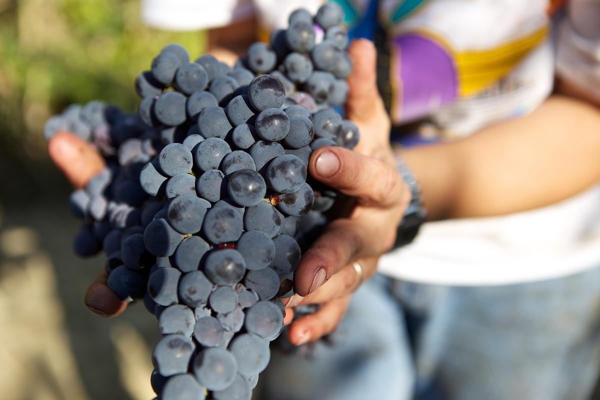 Enotica, il piacere del Vino si unisce all'Eros