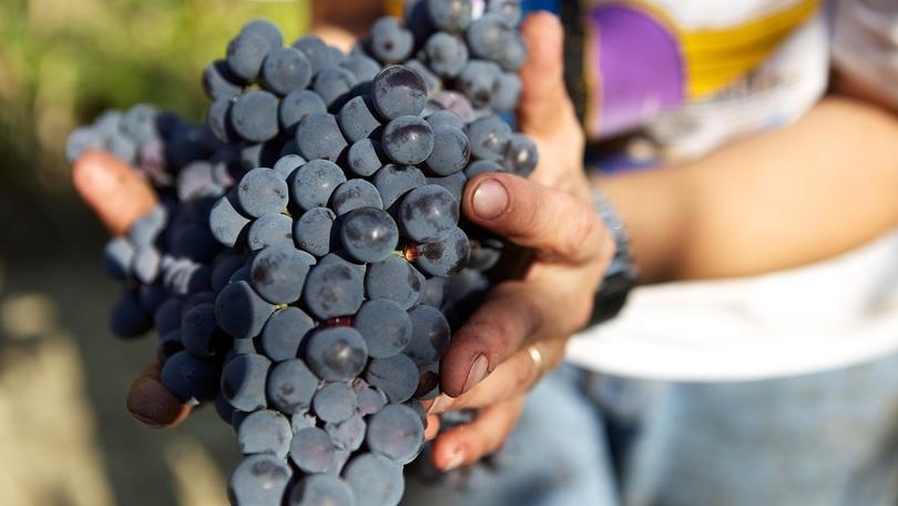Enotica, il piacere del Vino si unisce all'Eros