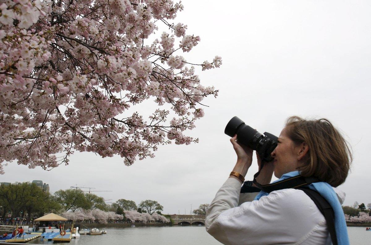 A Roma la primavera fiorisce come a Tokyo