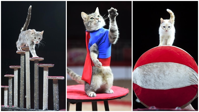 Zippo Circus, i supergatti salvati dalla strada: che acrobazie