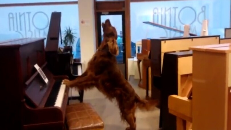 Il cane che suona il pianoforte è una star del web