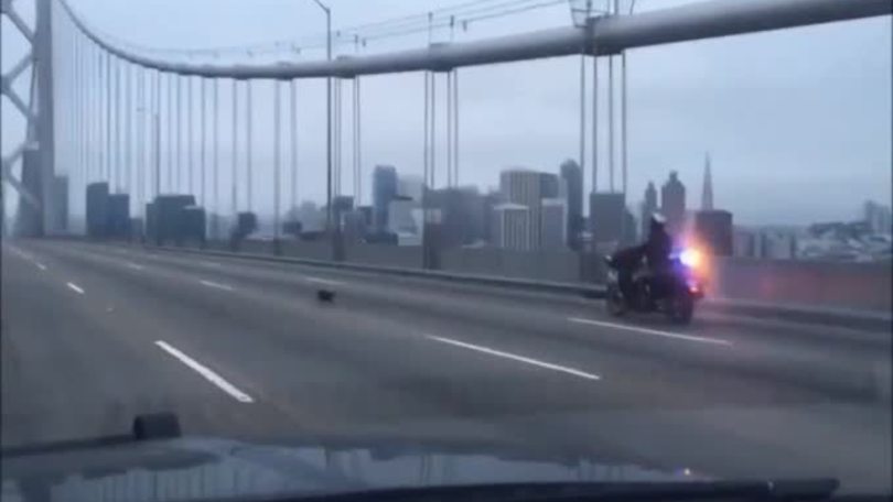 San Francisco, Chihuahua inseguito dalla polizia