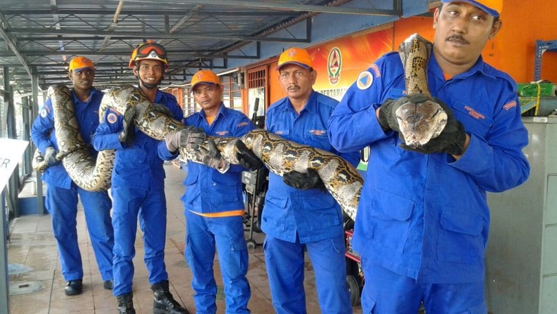 Malesia, catturato un pitone di quasi 8 metri