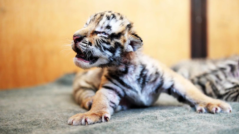 Cina, la prima cucciolata di tigri siberiane nel parco di Harbin
