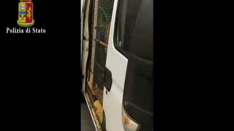 Genova, animali stipati in gabbie dentro a un furgone