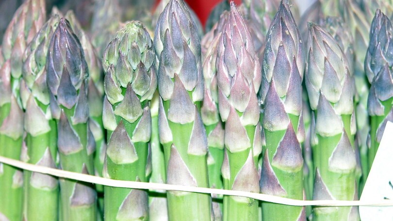 A maggio festa degli asparagi a Santena