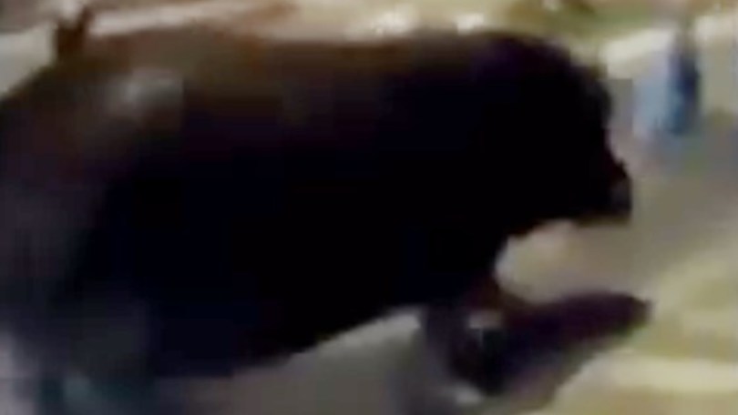 Cosa ci fa un ippopotamo in strada?