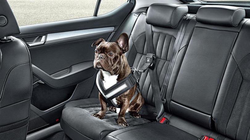 Skoda accessori per trasporto cani