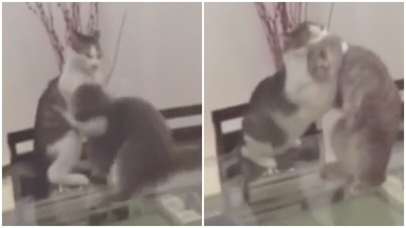 Il gatto wrestler fa impazzire il web