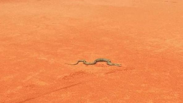 Tennis, paura in Germania: un serpente in campo