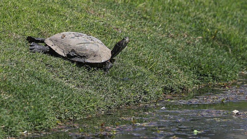 Il golf è amico dell’ambiente