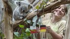 Oobi-Ooobi, il Koala indovino prevede l'Europeo