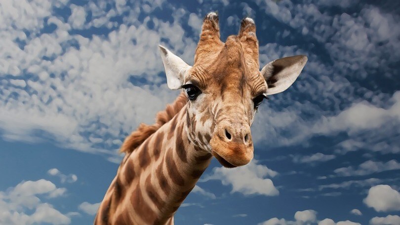 Ecco cosa fare con i bimbi nel weekend della Capitale