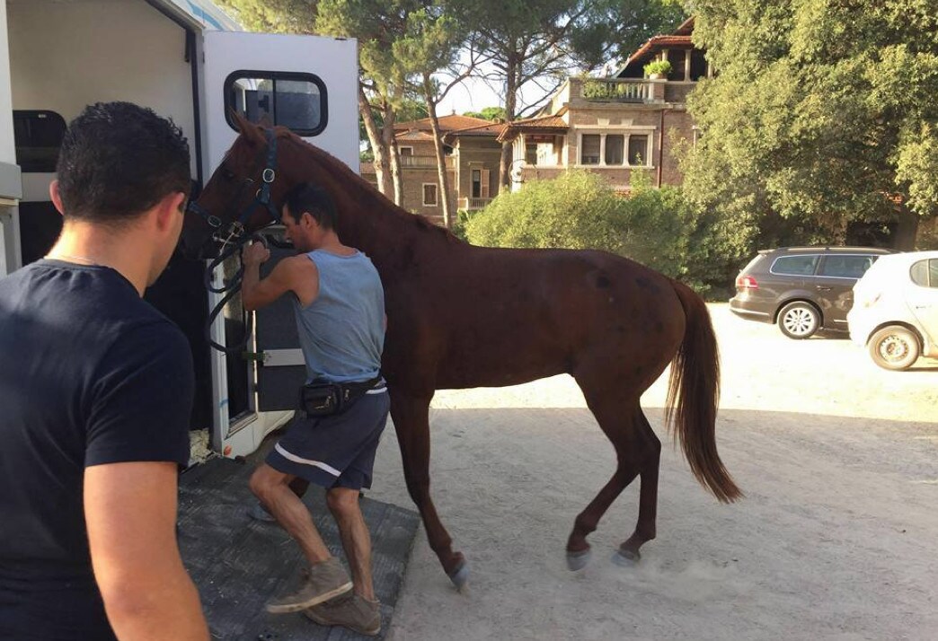 Urge, dalla Gallura all'Inghilterra