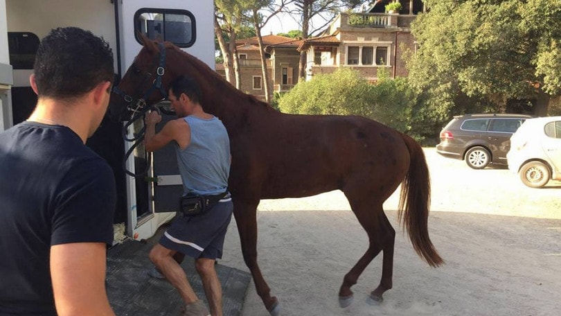 Urge, dalla Gallura all'Inghilterra